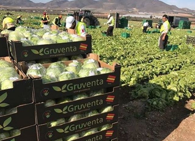 Gruventa vislumbra un óptimo nivel de crecimiento del sector hortofrutícola español en Asia y Emiratos Árabes