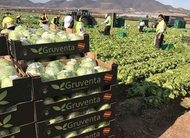 Gruventa vislumbra un óptimo nivel de crecimiento del sector hortofrutícola español en Asia y Emiratos Árabes